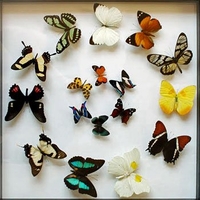 Butterfly Setting & Preserving