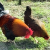 Chicken Keeping Experience