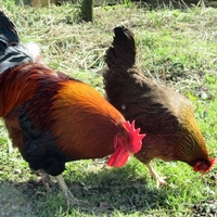 Chicken Keeping Experience