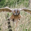 Falconry at Herstmonceux Castle