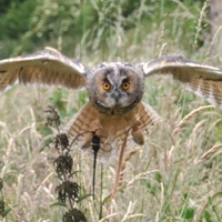 Falconry at Herstmonceux Castle