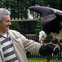 Falconry Birmingham