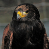 Falconry Essex