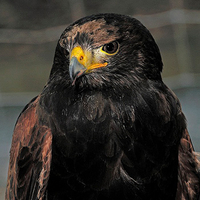 Falconry Essex