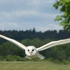 Falconry Herefordshire