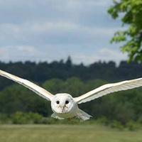 Falconry Herefordshire