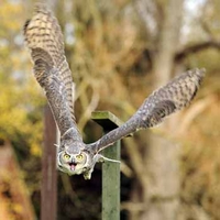 Falconry in Bedfordshire