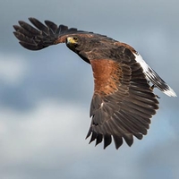 Falconry in Lanarkshire