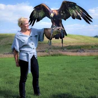 Falconry in North Yorkshire