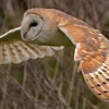 Falconry in Rutland