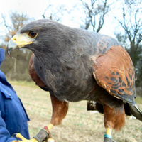 Falconry Leicestershire