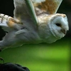 Falconry Nationwide Half Day
