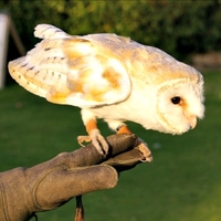 Falconry Oxfordshire
