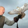 Falconry Shropshire