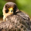 Falconry West Sussex