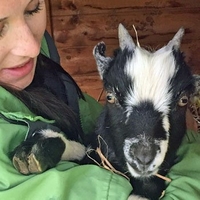 Farming Experience Somerset