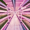 Growing Underground Farm Tour London