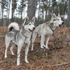 Husky Rides Sussex