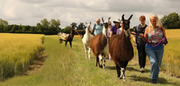 Llama Trekking Northants