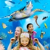 London Aquarium Entry and Meal