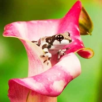 Macro Photography