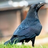 Meet Loki the Raven Essex