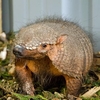 Meet the Animals in Congresbury for Two