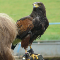Nationwide Falconry Offer