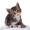 Pet Photoshoot