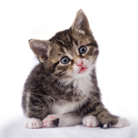 Pet Photoshoot