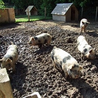 Pig Keeping Course