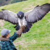 Private Falconry Experiences in Fife