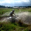 Quads in Dorset