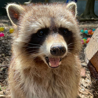 Raccoon Experience for Two