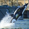 Seabreacher Experience