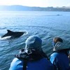Sealife Watching Scotland
