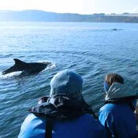 Sealife Watching Scotland