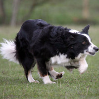 Sheepdog Experience