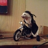 Taxidermy Workshops