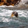 Wildlife SafariPadstow