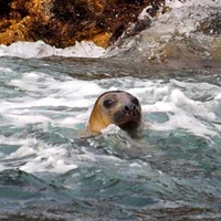 Wildlife SafariPadstow