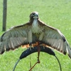 York Birds of Prey