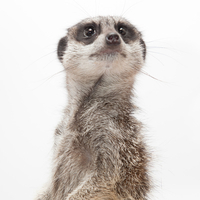 Meerkat Experience for Two