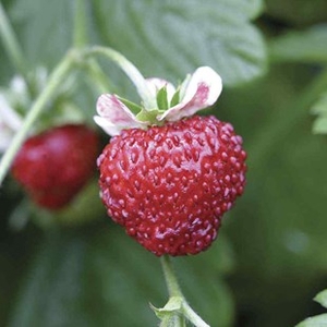 Alpine Strawberry 12 XLarge Plants