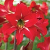 Amaryllis (Hardy) Sonatini Balentino 1 Plant 2 Litre