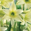 Amaryllis (Hardy) Sonatini Helios 1 Plant 2 Litre