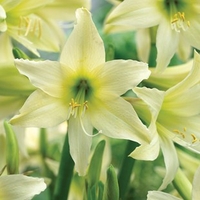 Amaryllis (Hardy) Sonatini Helios 1 Plant 2 Litre