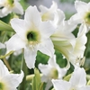 Amaryllis (Hardy) Sonatini Swanlake 1 Plant 2 Litre Pot