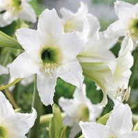 Amaryllis (Hardy) Sonatini Swanlake 1 Plant 2 Litre Pot
