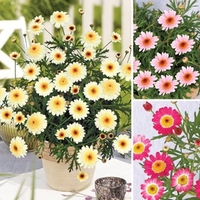 Argyranthemum Honeybees Collection 12 Large Plants